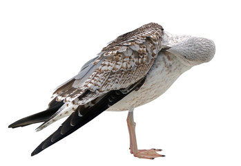 White and grey seagull isolated on white