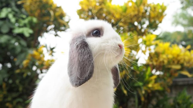 rabbit on green and yellow tree, white rabbit little rabbit, white bunny