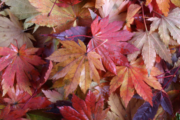Autumn leaves background