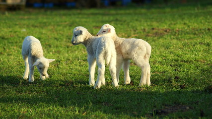 Obraz premium Zwei zu eins - drei kleine Lämmer zu Ostern