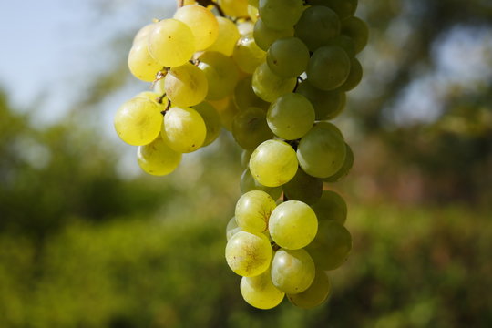 Vino blanco