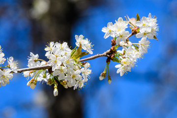 Close up of a branch with white cherry tree flowers in full bloom with blurred background in a garden in a sunny spring day, beautiful Japanese cherry blossoms floral background, sakura