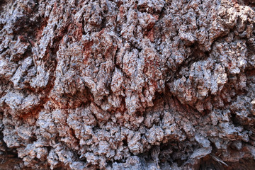 Cose up colorful of the bark for background