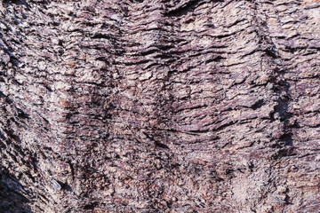 Cose up colorful of the bark for background