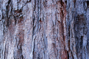 Cose up colorful of the bark for background