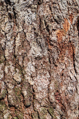 Cose up colorful of the bark for background