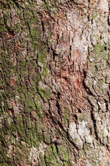 Cose up colorful of the bark for background