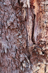 Cose up colorful of the bark for background