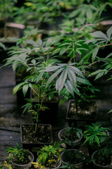 Marijuana Cannabis Plants in pots