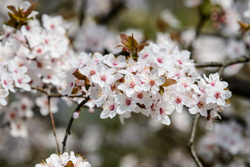 Close up of a branch with white cherry tree flowers in full bloom with blurred background in a garden in a sunny spring day, beautiful Japanese cherry blossoms floral background, sakura