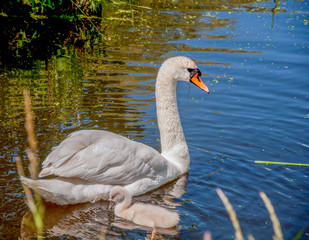 swan on the lake with her little chick