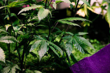 High angle view of cannabis marijuana leafs