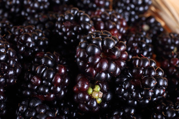 Blackberry background