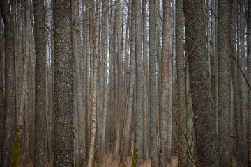 Brown tree trunks in the forest.