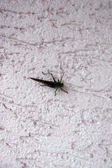 Großes Heupferd (Tettigonia viridissima)
