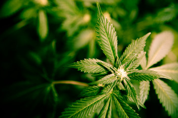 High angle view of cannabis marijuana leafs