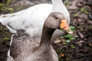 portrait of a goose