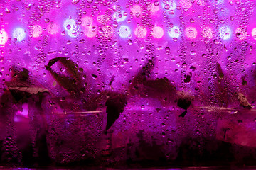 Baby cannabis marijuana in a hothouse