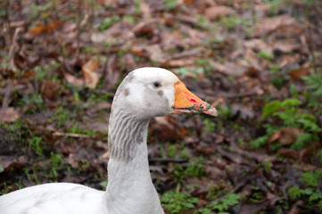 portrait of a goose in the nature