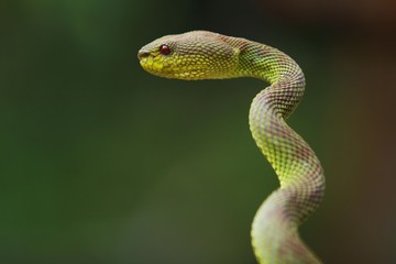 mangrove pit viper  is a venomous pit viper species native to India, Bangladesh and Southeast Asia. 