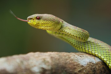 mangrove pit viper  is a venomous pit viper species native to India, Bangladesh and Southeast Asia. 