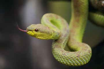 mangrove pit viper  is a venomous pit viper species native to India, Bangladesh and Southeast Asia. 