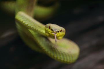 mangrove pit viper  is a venomous pit viper species native to India, Bangladesh and Southeast Asia. 
