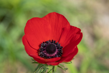 Macro shot of red anemone flower on green spring meadow