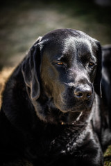 Black Lab