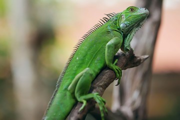 The green iguana (Iguana iguana), also known as the American iguana, is a large, arboreal, mostly herbivorous species of lizard of the genus Iguana.