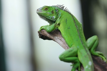 The green iguana (Iguana iguana), also known as the American iguana, is a large, arboreal, mostly herbivorous species of lizard of the genus Iguana.