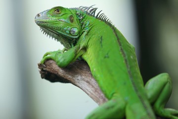 The green iguana (Iguana iguana), also known as the American iguana, is a large, arboreal, mostly herbivorous species of lizard of the genus Iguana.