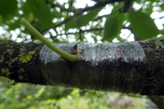 Okulieren am Kirschbaum