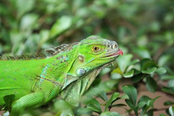 The green iguana (Iguana iguana), also known as the American iguana, is a large, arboreal, mostly herbivorous species of lizard of the genus Iguana.