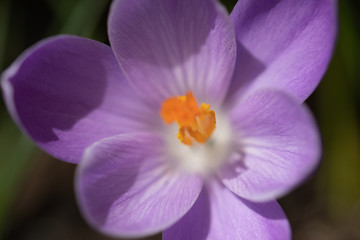 Obraz premium Springtime