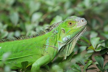 The green iguana (Iguana iguana), also known as the American iguana, is a large, arboreal, mostly herbivorous species of lizard of the genus Iguana.