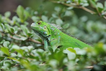 The green iguana (Iguana iguana), also known as the American iguana, is a large, arboreal, mostly herbivorous species of lizard of the genus Iguana.
