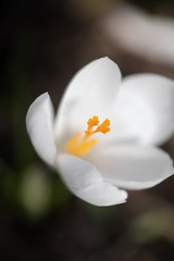 Springtime crocus macro