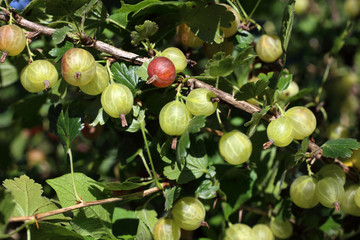 Growing gooseberry