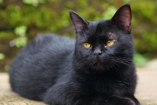 black cat is a domestic cat with black fur that may be a mixed or specific breed, or a common domestic cat of no particular breed.