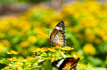 Closeup butterfly on yellow flowers