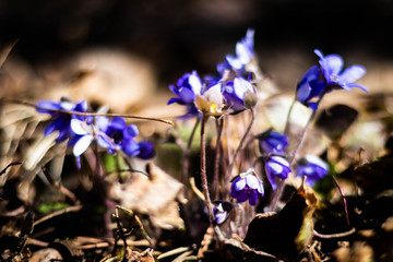 wild hepatica flowers inthe spring sunny forest 