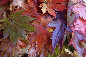 Autumn leaves background