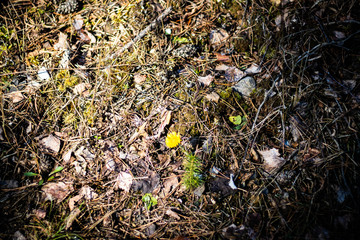 frozen water in spring forest sunny walk