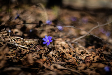 wild hepatica flowers inthe spring sunny forest 