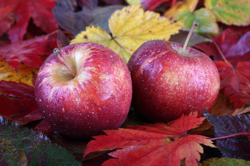 Apples on autumn leaves