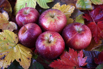 Apples on autumn leaves