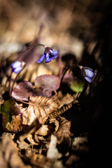 wild hepatica flowers inthe spring sunny forest 