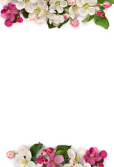 Frame of flowers apple tree, pink and white blossom on a white background with space for text. Top view, flat lay