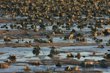 21 June 2008 the Oyster beach in HongKong Pak Nai sunset.
